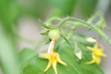 �N���b�N����Ƒ傫������܂�